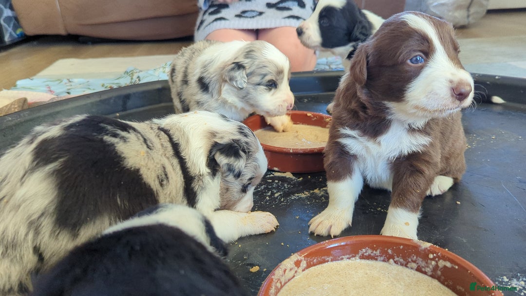 Border Collie dogs for sale: ISDS&KC REGISTERED BORDER COLLIE /MERLE PUPS  - Advert 11