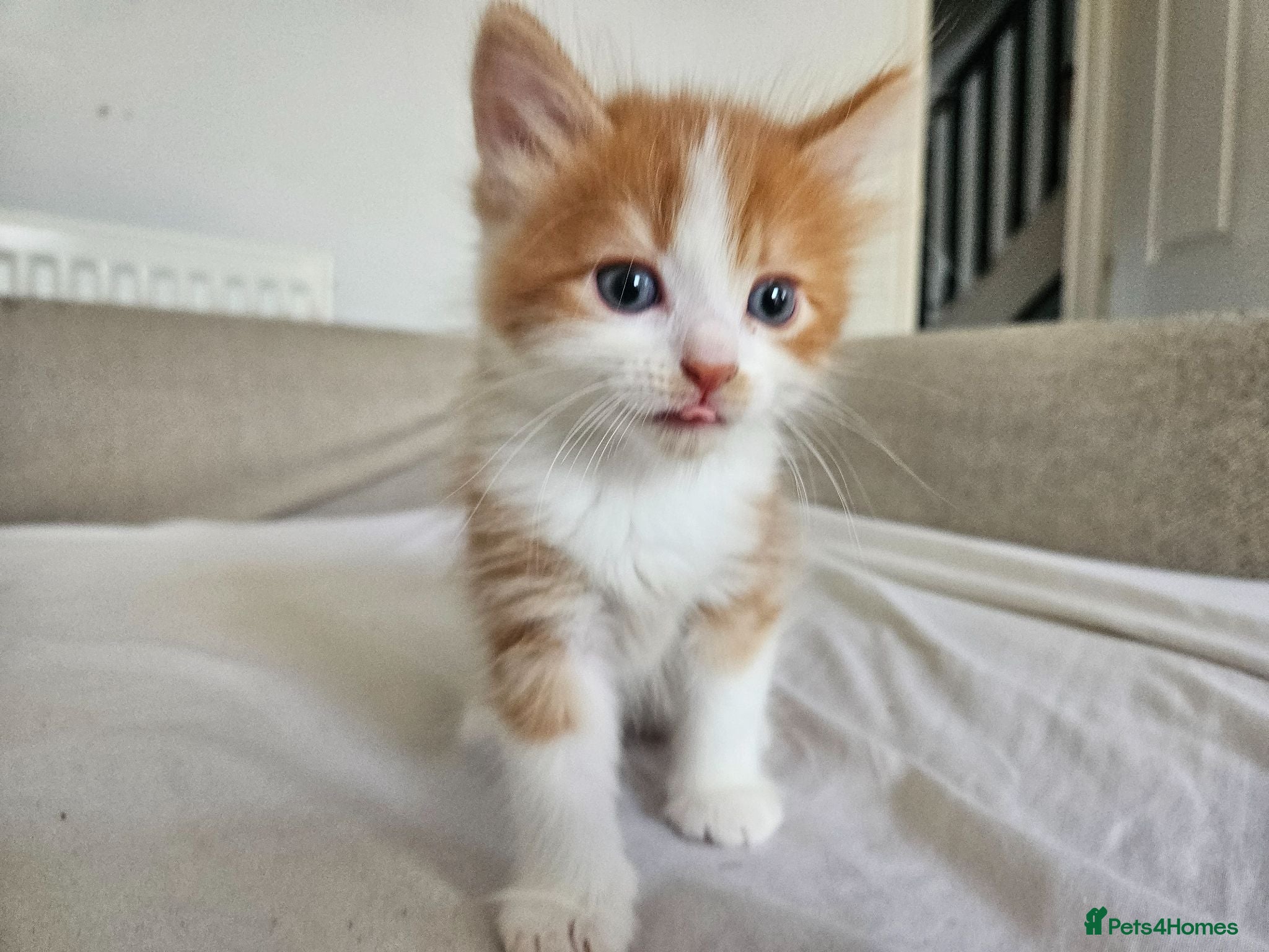 Mixed Breed cats Affectionate kittens - Advert 1