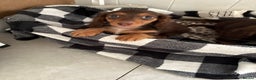 Miniature Dachshund dogs for sale: Last little long haired chocolate boy pup - Advert 3