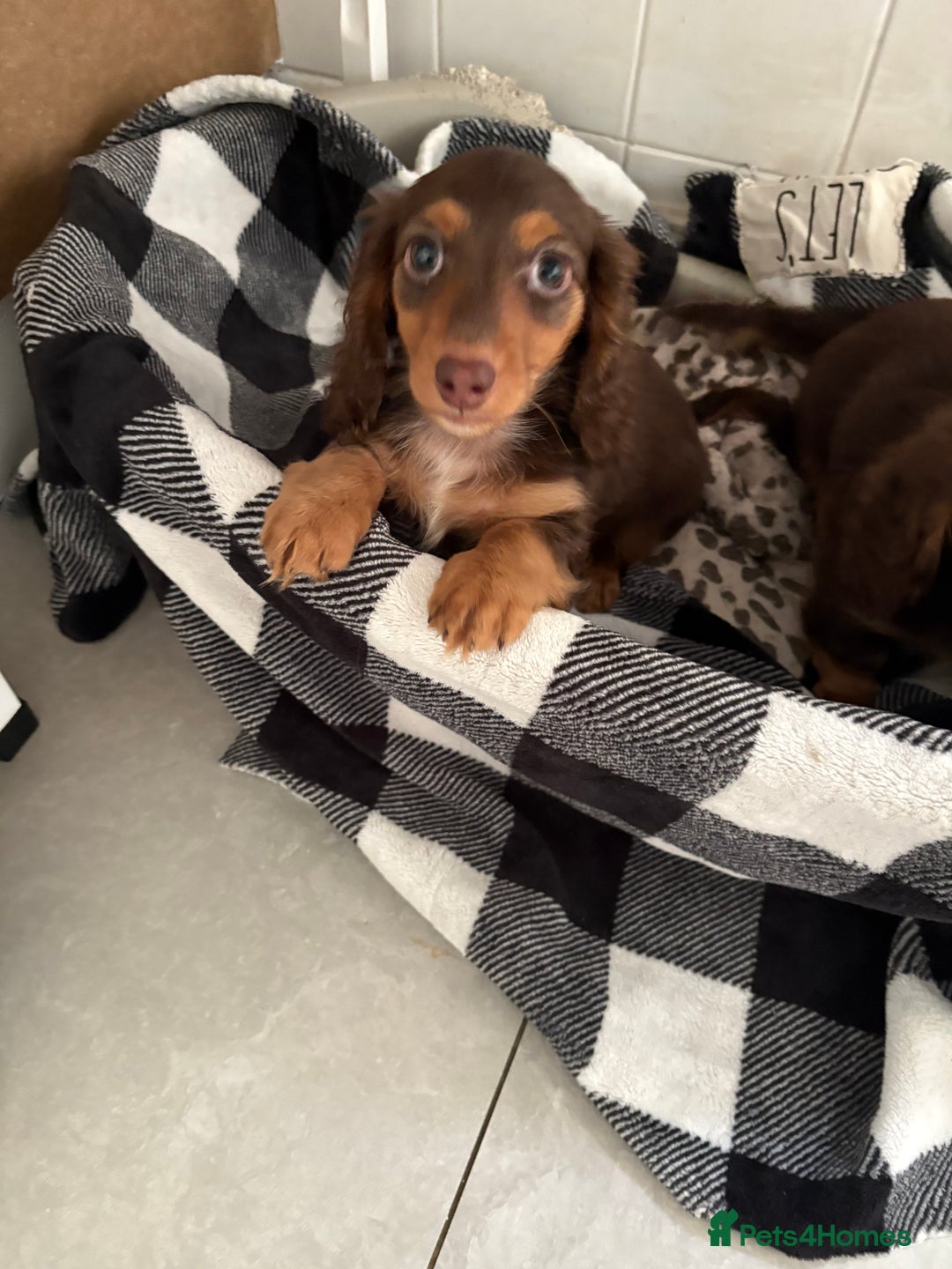 Miniature Dachshund dogs for sale: Last little long haired chocolate boy pup - Advert 3