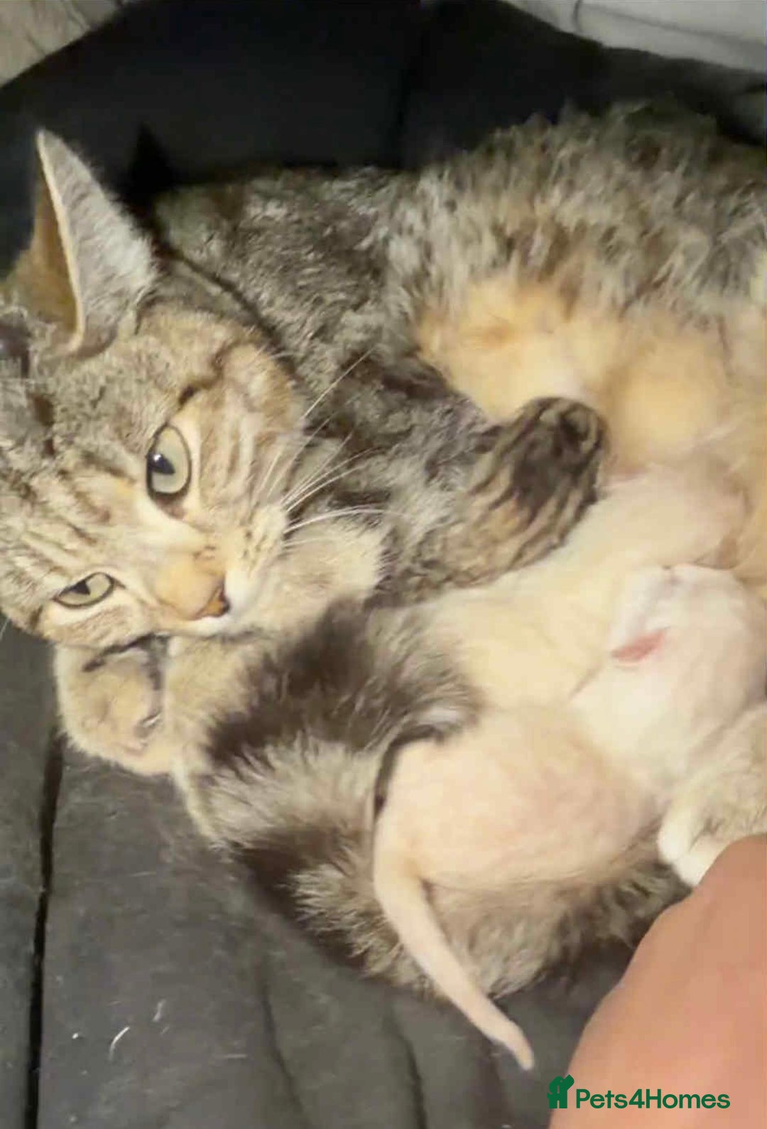 British Shorthair cats for sale: British shorthair kittens  - Advert 9