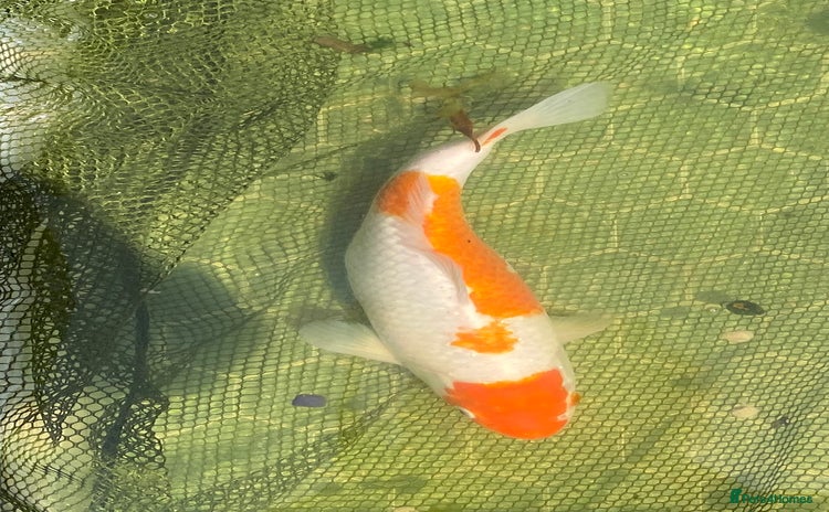 Koi Carp fish - Advert 2