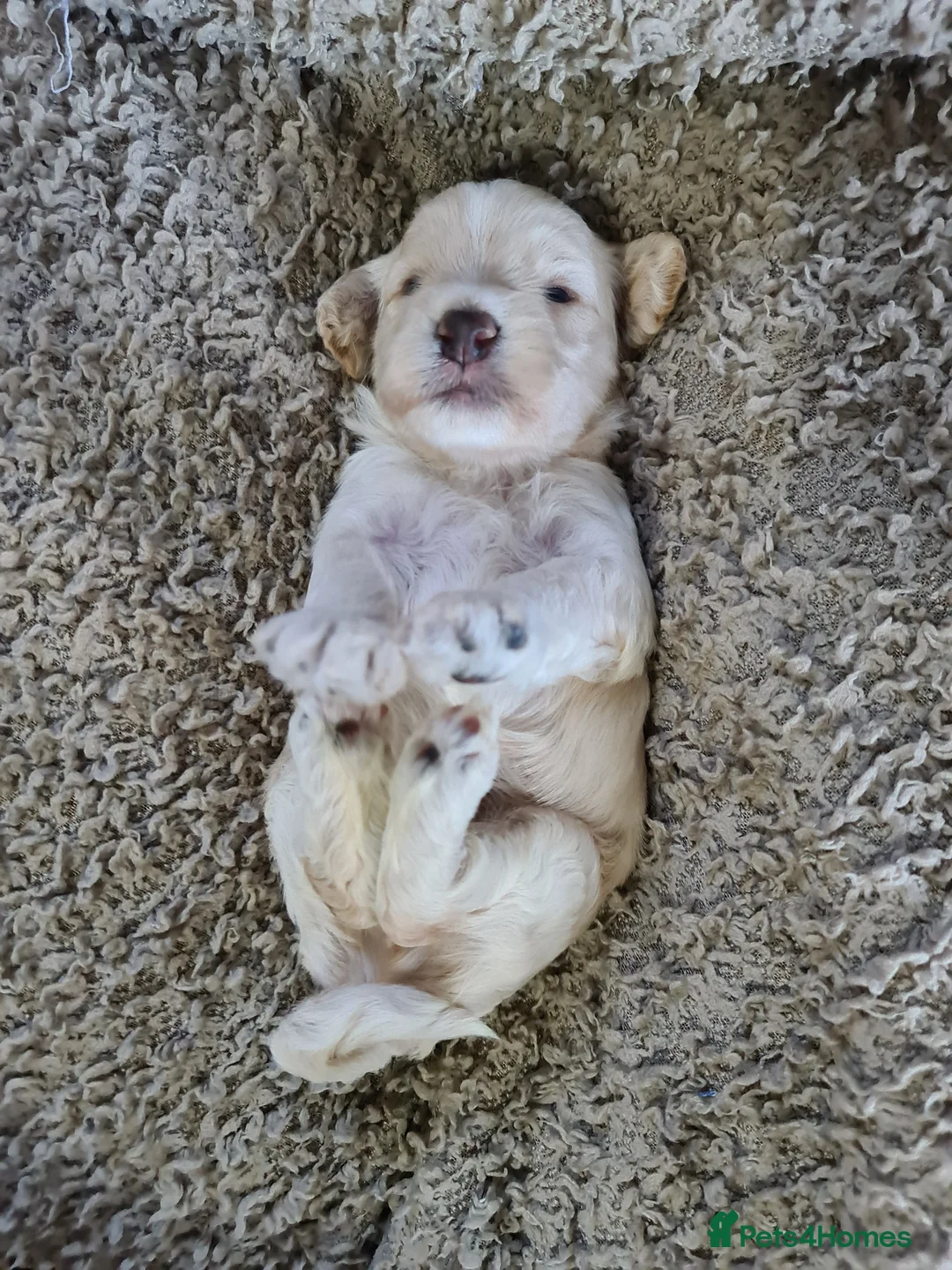 Miniature Poodle dogs for stud: Chocolate Parti Poodle. Toy/Small Miniature stud in Pershore - Advert 11