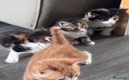 Bengal cats for sale: Beautiful bengal kittens - Image 6