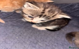 Domestic Shorthair cats for sale: Domestic short hair / long hair  - Image 3