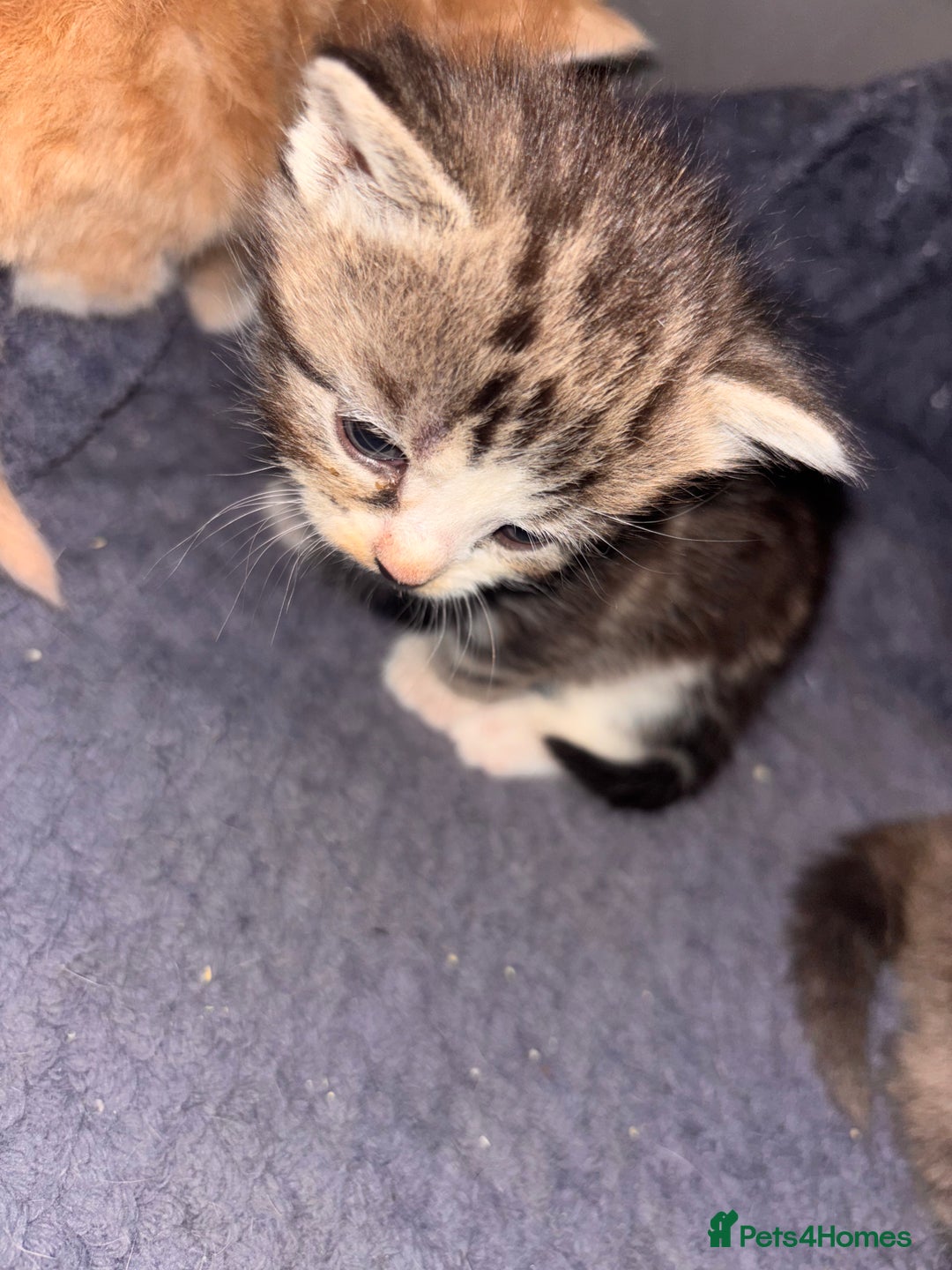 Domestic Shorthair cats for sale: Domestic short hair / long hair  - Image 3