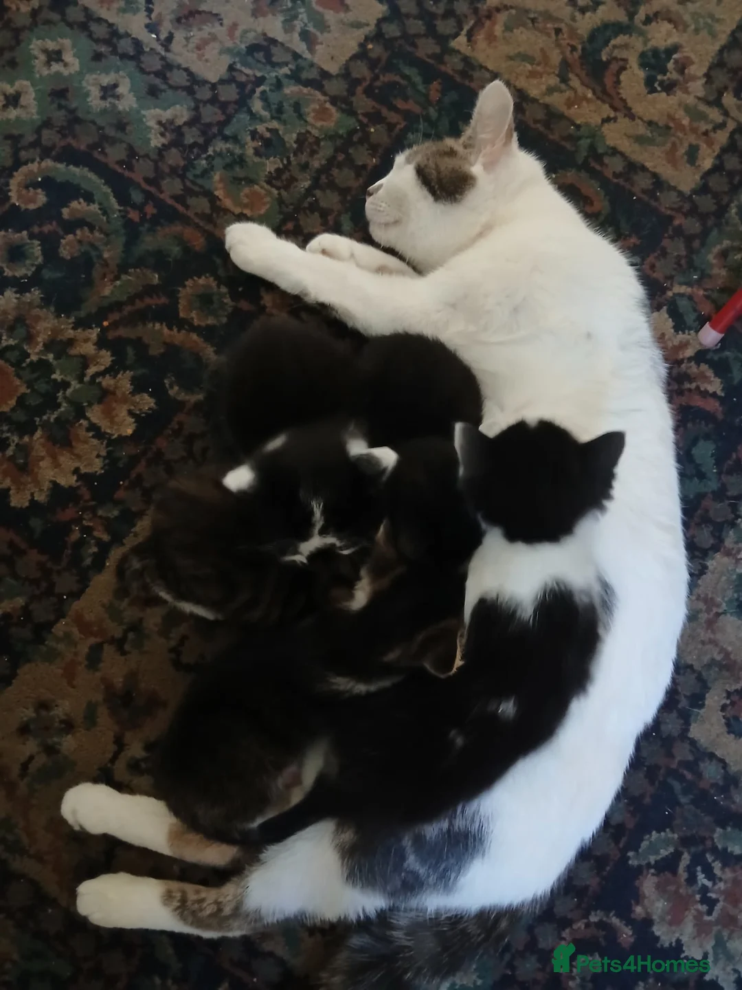 Mixed Breed cats for sale: Adorable Kittens Looking for Their Forever Homes  - Advert 1