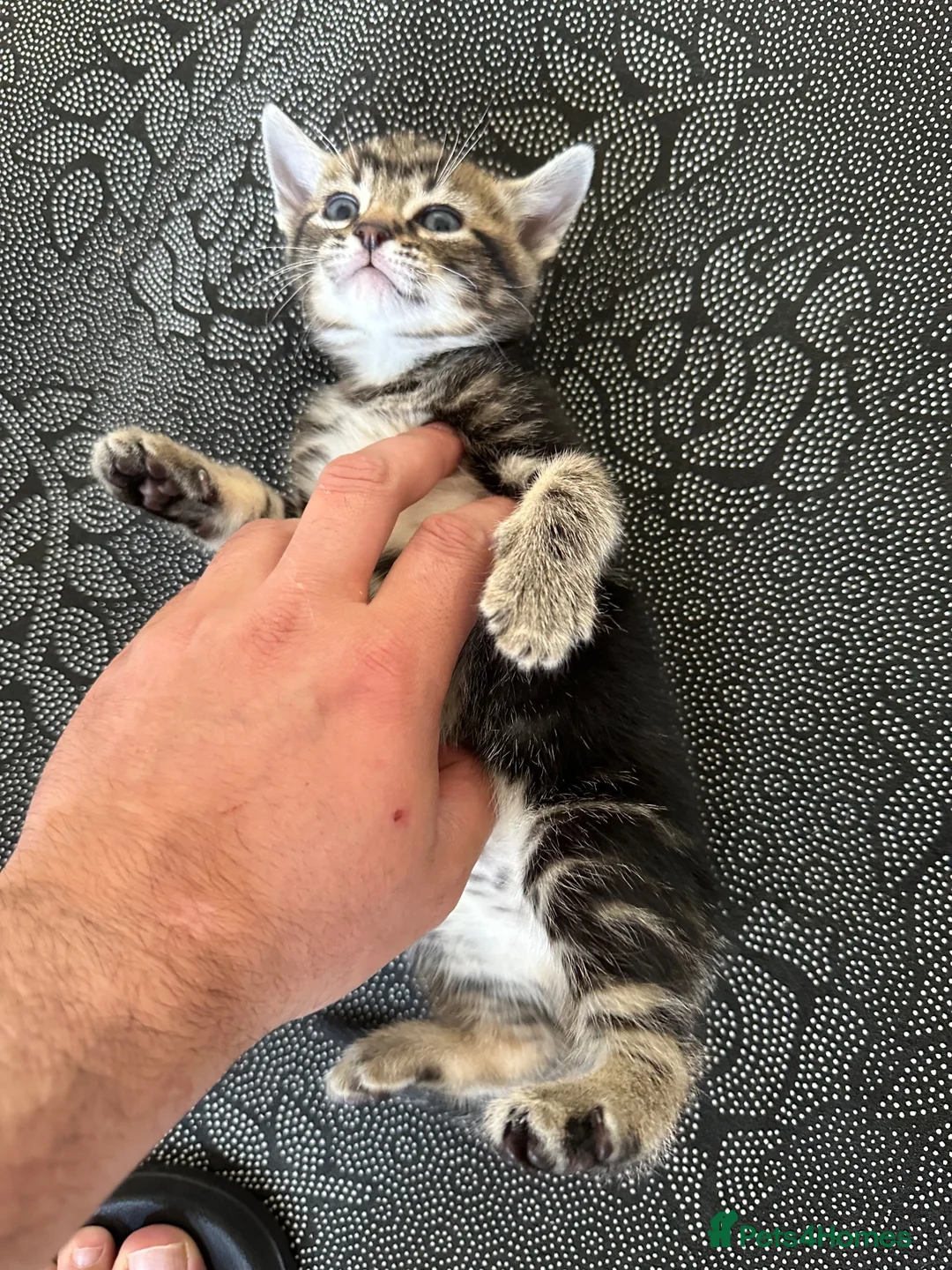 Mixed Breed cats for sale: British Short hair mix kittens - Advert 9