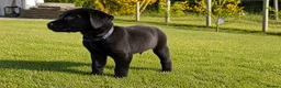 Labrador Retriever dogs for sale: Fully Health Tested/RKC Labrador Pups - Ready May - Advert 2
