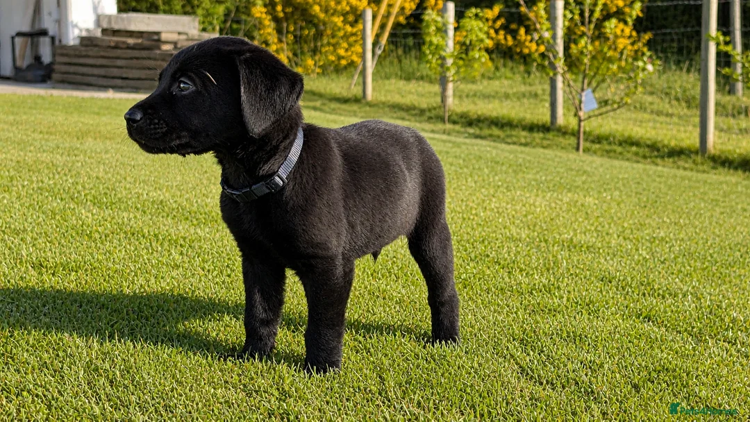 Labrador Retriever dogs for sale: Fully Health Tested/RKC Labrador Pups - Ready May - Advert 2