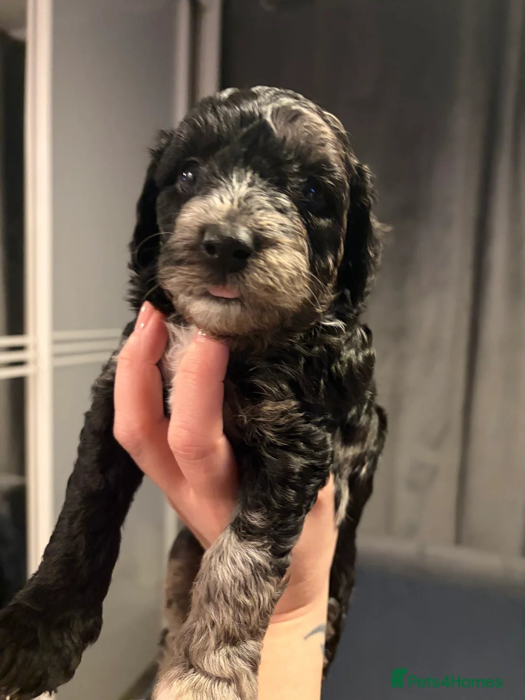 Bordoodle dogs for sale: Stunning litter of colliepoo/bordoodle puppies  - Advert 35