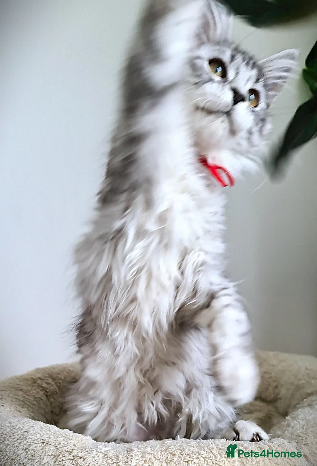 Maine Coon cats for sale: STUNNING 4️⃣ PEDIGREE MAINE COON KITTENS READY ❗❗❗ - Advert 19