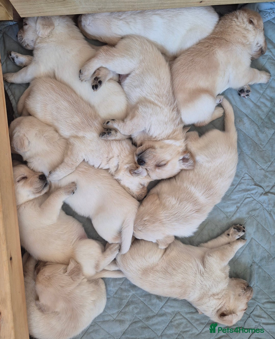 Labrador Retriever dogs for sale: Beautiful labrador puppies for sale - Image 6