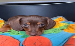 Miniature Dachshund dogs for sale: Mini Dachshund puppies, PRA clear, health tested - Image 31