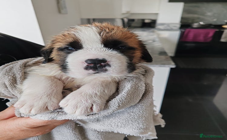Saint Bernard dogs - Advert 1