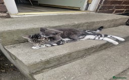 Mixed Breed cats for sale: Female kitten - Image 2