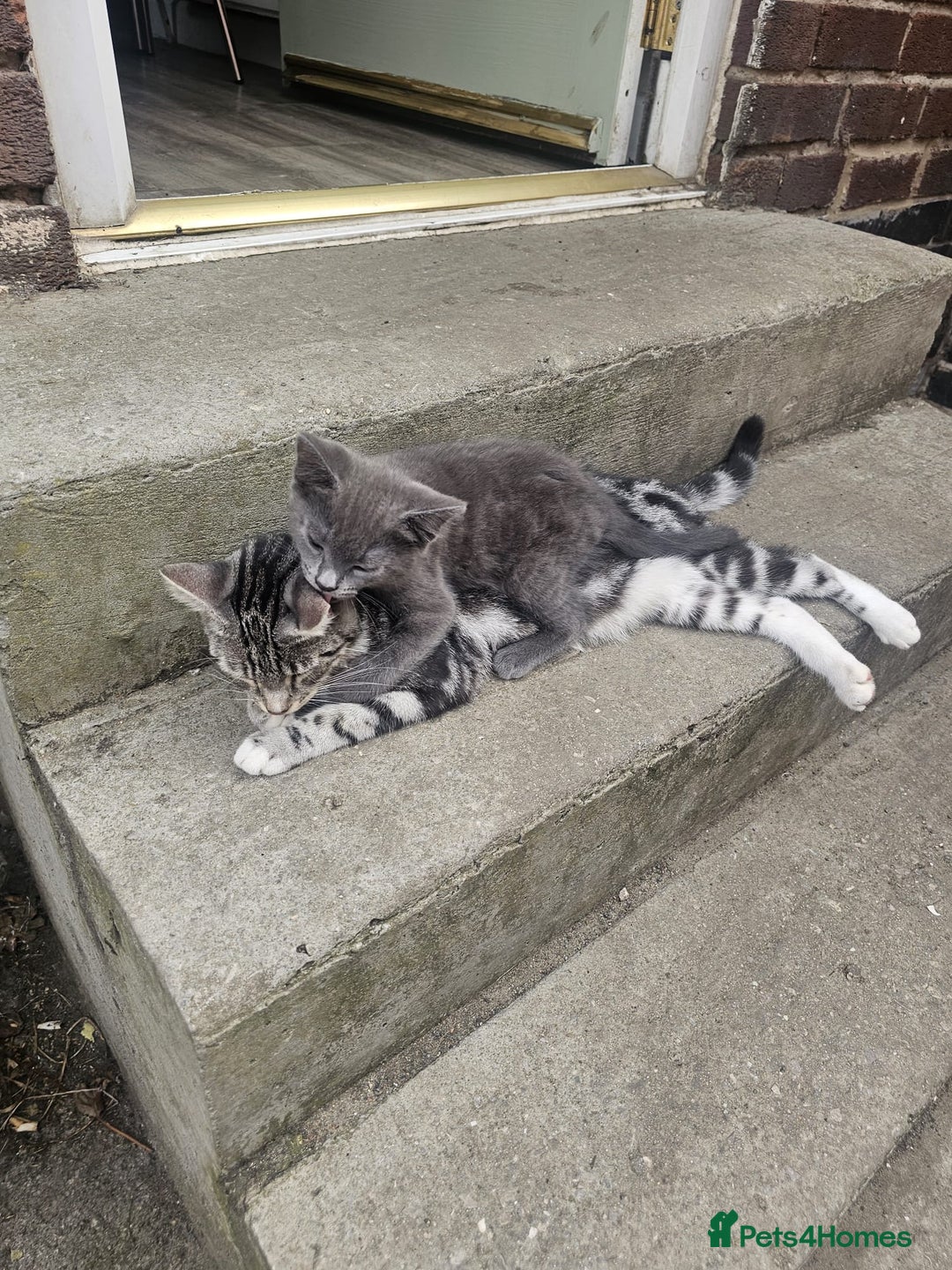 Mixed Breed cats for sale: Female kitten - Image 2