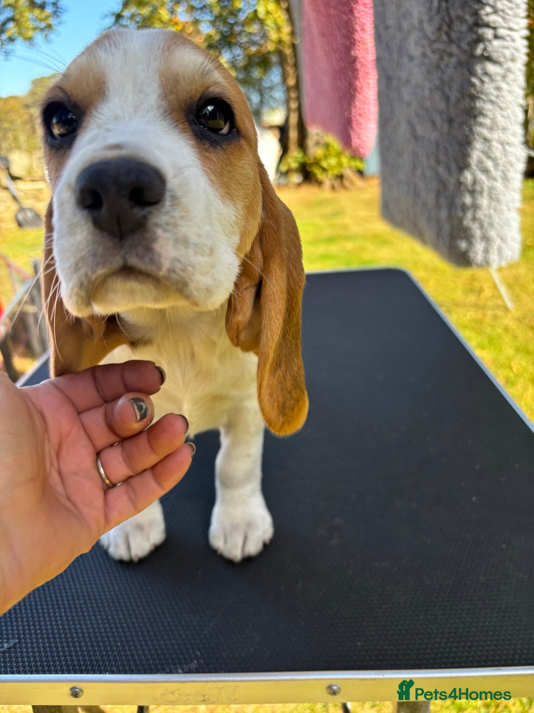 Beagle dogs for sale: Male Beagle Puppies  - Image 2