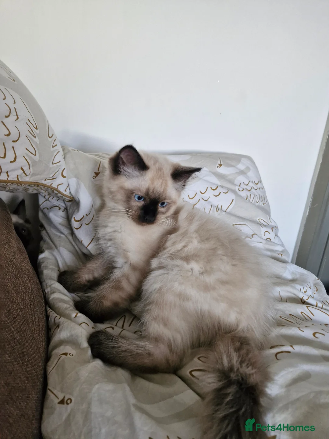 Ragdoll cats for sale: 3 Beautiful Ragdoll Kittens for Sale 🐾 - Advert 4