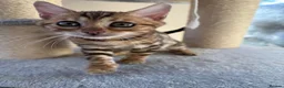 Bengal cats for sale: TICA 🔥 Pedigree health tested 🐾 Bengal Kittens  - Advert 12