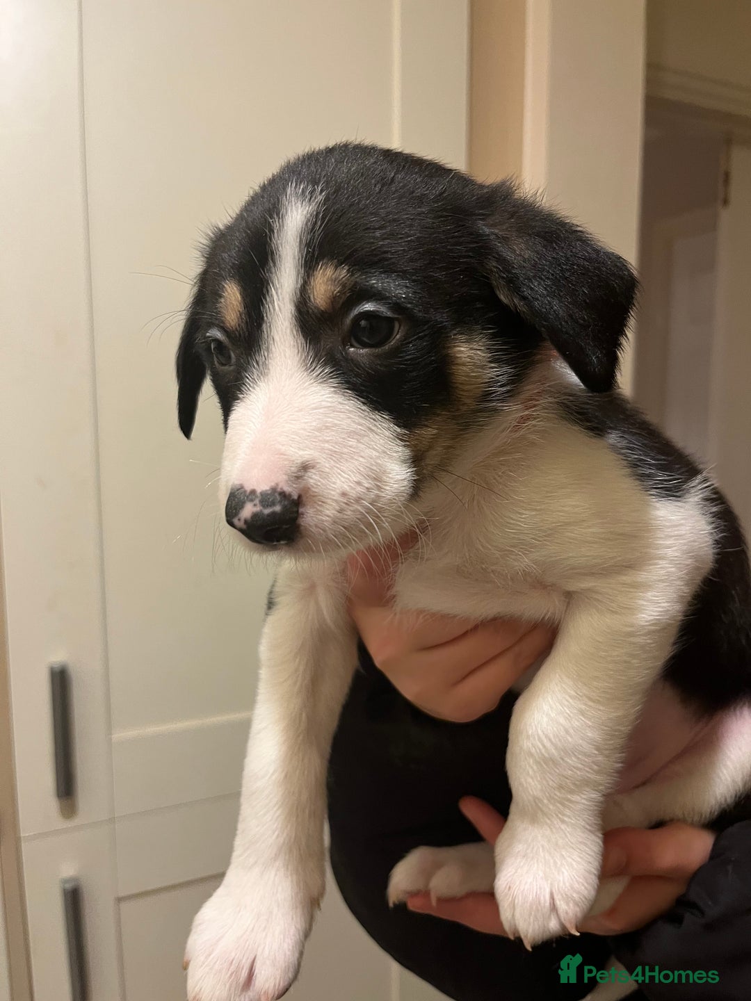 Border Collie dogs for sale: Border Collie puppies from working parents - Advert 8