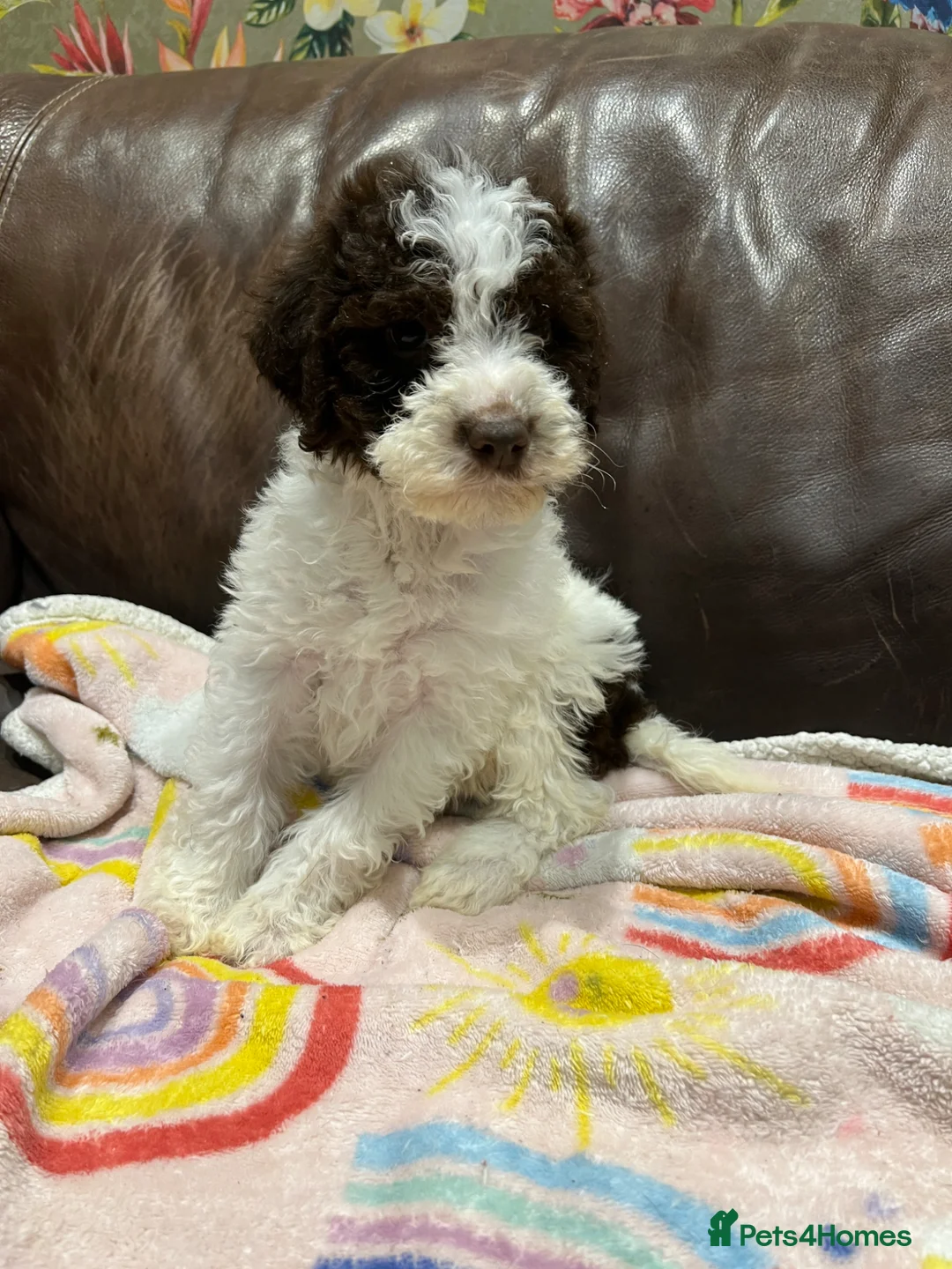 Lagotto Romagnolo dogs for sale: Handsome boy  - Advert 2