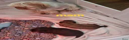 Shih Tzu dogs for sale: Quality shih tzu  - Advert 1