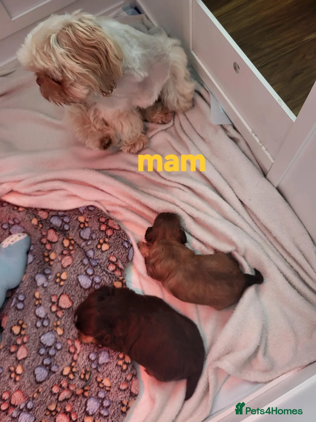 Shih Tzu dogs for sale: Quality shih tzu  - Advert 1