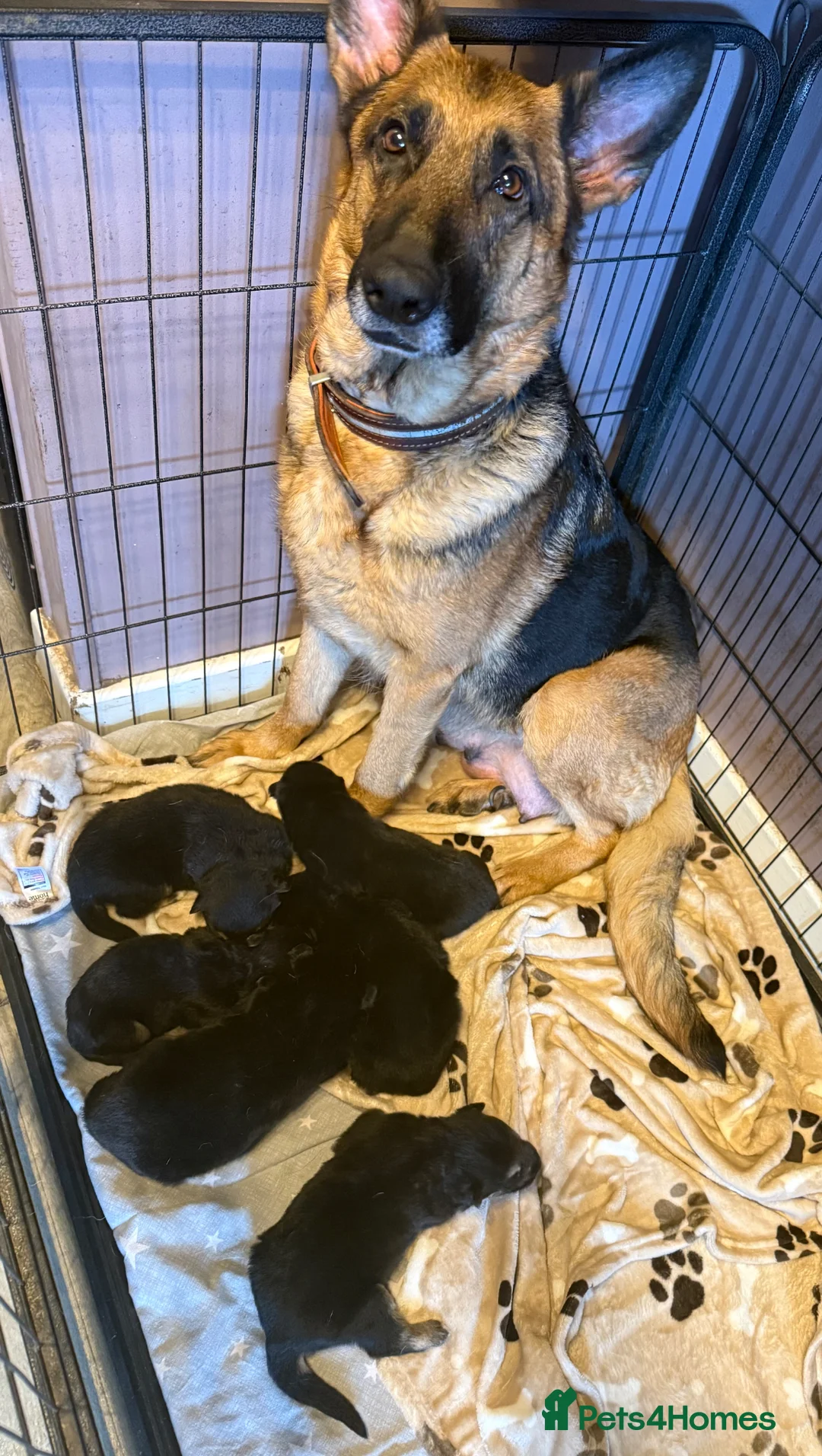 German Shepherd dogs for sale: 6 beautiful German shepherd pups for sale  - Advert 2