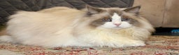 Ragdoll cats for sale: Retired King Ragdoll – Blue Point Bicolour - Advert 8