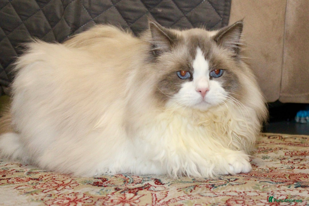 Ragdoll cats for sale: Retired King Ragdoll – Blue Point Bicolour - Advert 8