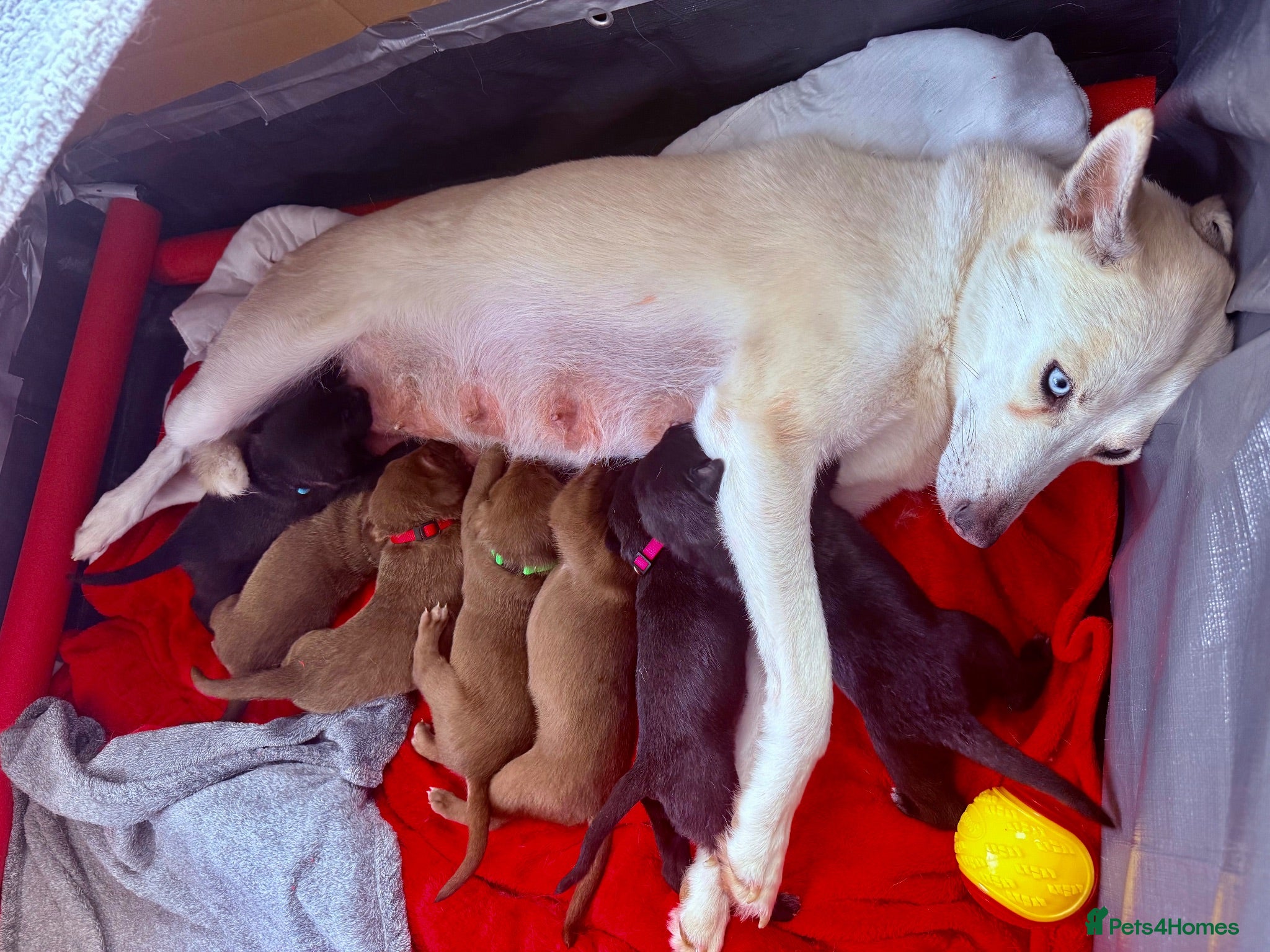 Mixed Breed dogs Waiting to Go -Stunning Husky Shepherd x Weim Boys - Advert 2
