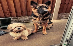 German Shepherd dogs for sale: 2 females German Shepherd Puppies  - Image 5