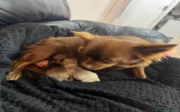 Chihuahua dogs for sale: Beautiful Long Coat Chihuahua Puppies - Image 11