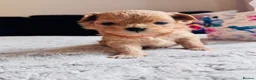 Maltipoo dogs for sale: 🧸Maltipoo puppies Korean & Asian lines - Advert 4