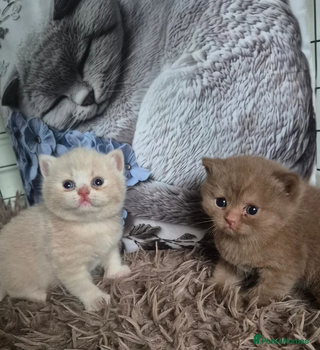 British Shorthair cats for sale: ** Beautiful TICA Registered kittens ** - Advert 1