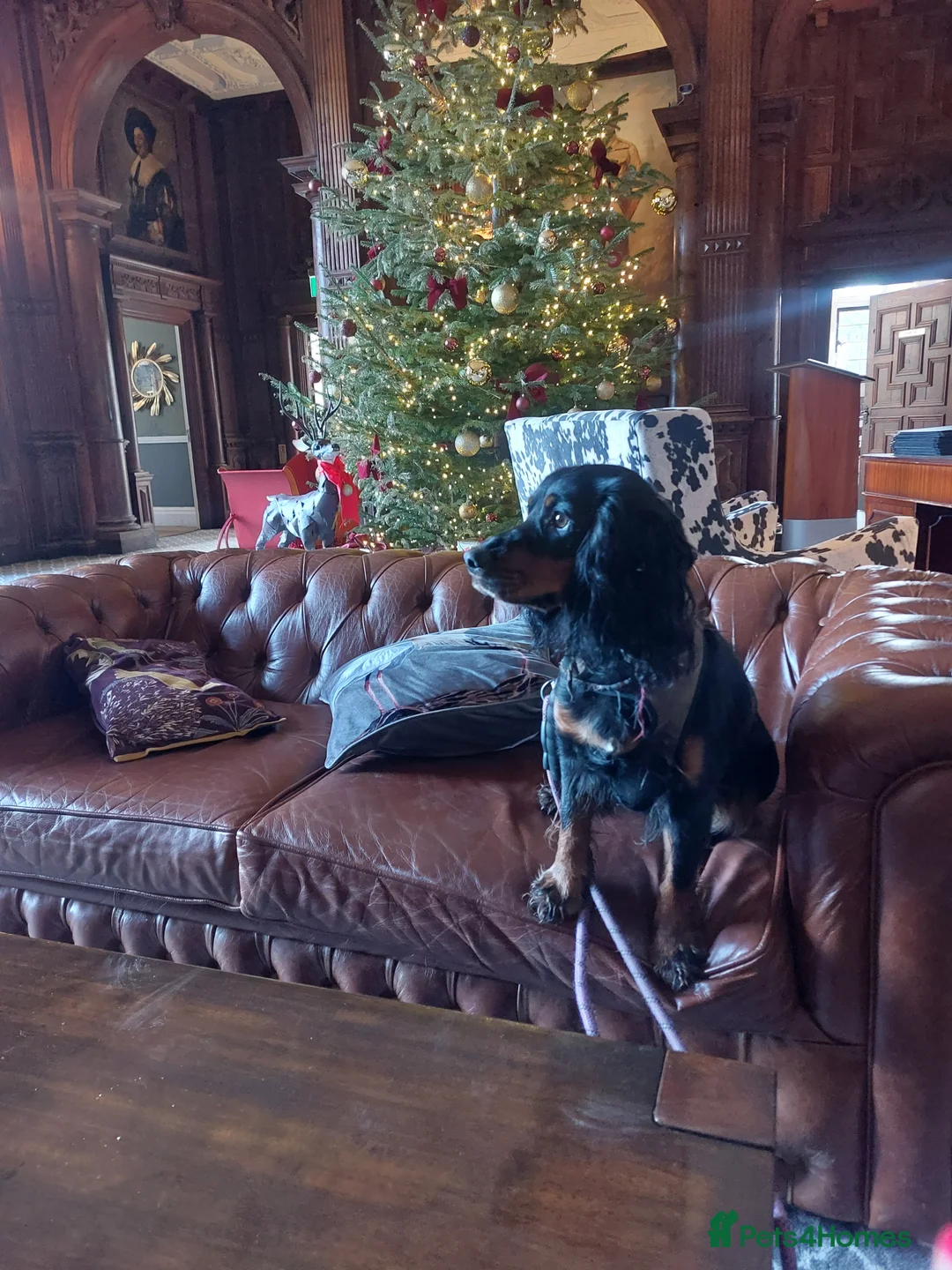 Cocker Spaniel dogs for sale: Exceptional KC Cocker Spaniel Pups - Advert 5