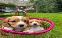 Cocker Spaniel dogs for sale: Stunning Working Cocker Spaniel Puppies - Image 8