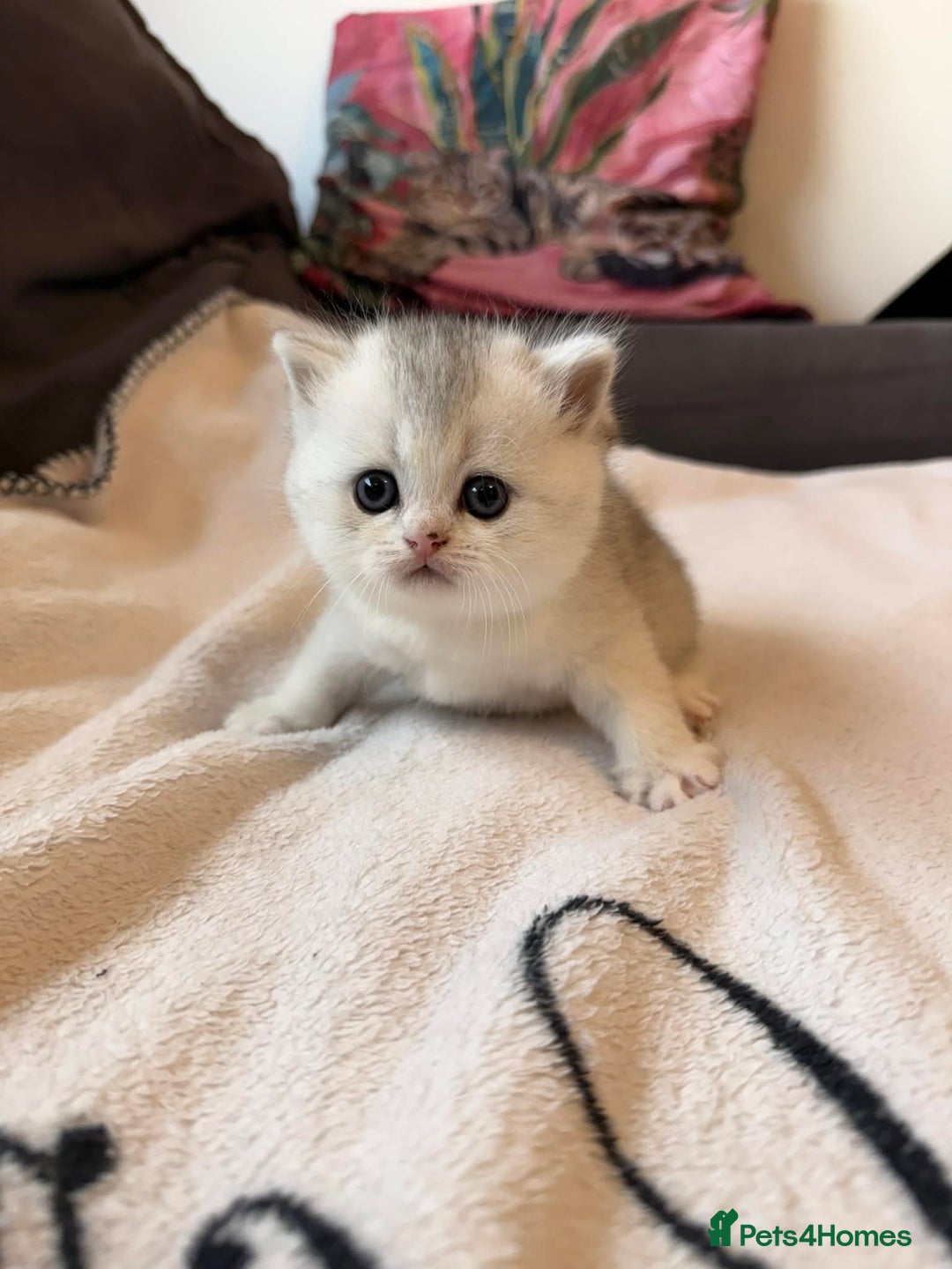 Scottish Fold cats for sale: Scottish fold / straight Kittens  - Advert 10