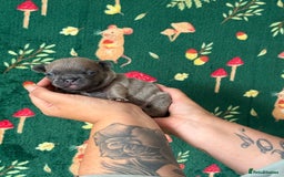 French Bulldog dogs for sale: French bulldog puppy’s  - Image 1