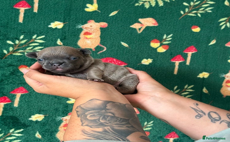 French Bulldog dogs - Advert 1