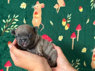 French Bulldog dogs - Advert 19