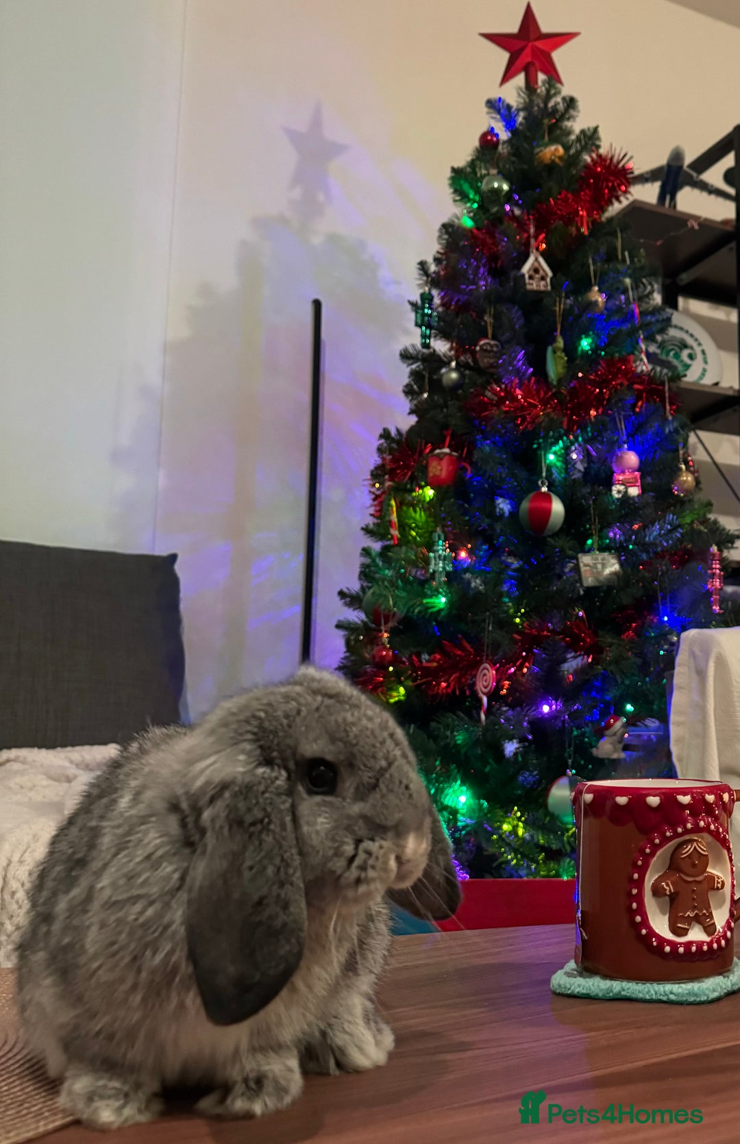 Mini Lop rabbits for sale: Lovely Mini Lop looking for loving family - Advert 3