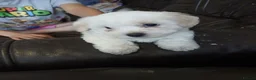 Bichon Frise dogs for sale: Adorable Bichon Puppies Looking for Homes! 🐾 in Stourbridge - Advert 10