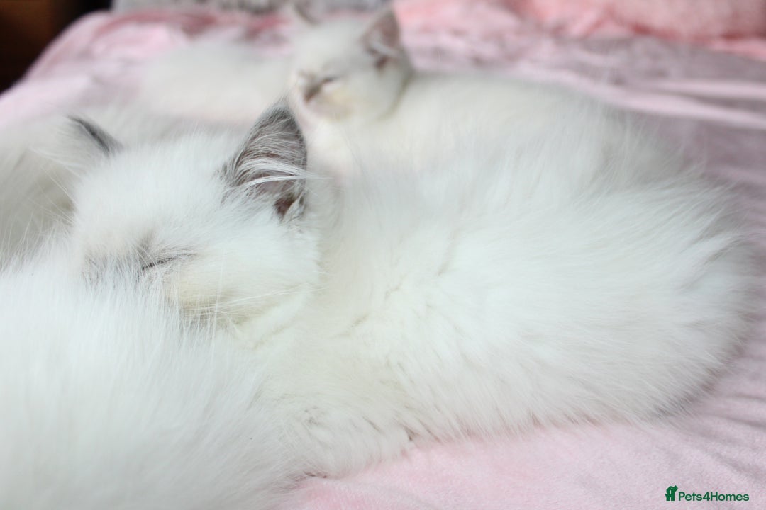 Ragdoll cats for sale: GCCF registered Ragdolls  - Advert 10