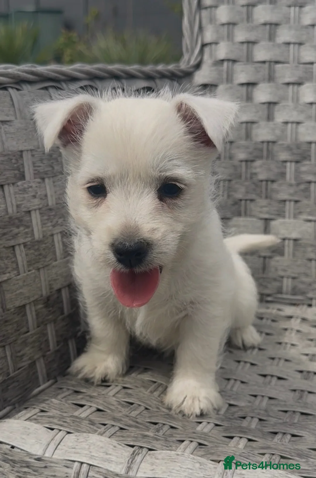 West Highland Terrier dogs for sale: West Highland Terrier Pups looking new home - Advert 29