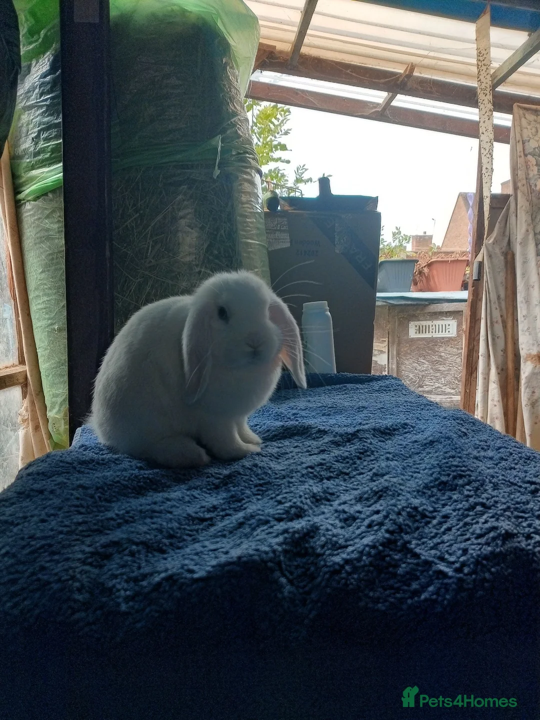 Mini Lop rabbits for sale: Beautiful boys 4 white 1 champagne  in Wirral - Advert 2