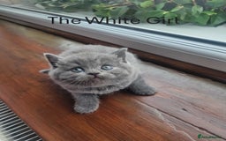 British Shorthair cats for sale: 🐾Beautiful British Shorthair Kittens 🐾 - Image 5