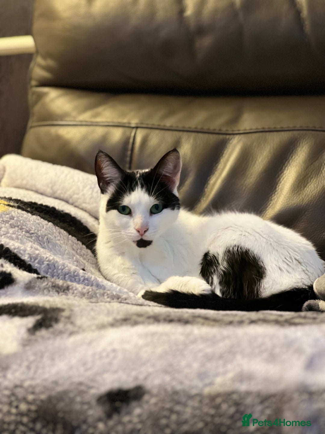 Mixed Breed cats for sale: 2 cats for rehoming - Advert 8