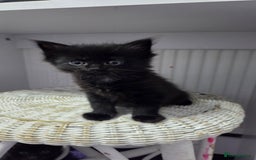 Mixed Breed cats for sale: One male and female tabby kittens  - Image 14